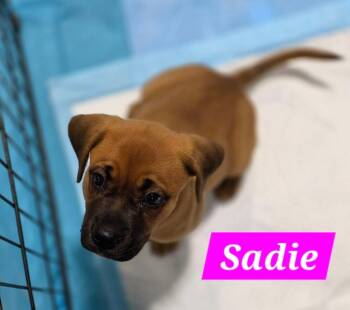 Sadie Cloudjumper -  Boxer Dog for Adoption in Waunakee, Wisconsin - Sadie Cloudjumper | PetCurious