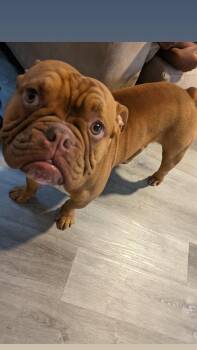 Coffee -  American Bulldog Dog for Adoption in St. Petersburg, Florida - Coffee | PetCurious