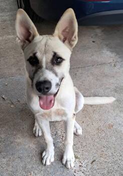 Deuce -  Anatolian Shepherd Dog for Adoption in Holly Springs, Mississippi - Deuce | PetCurious