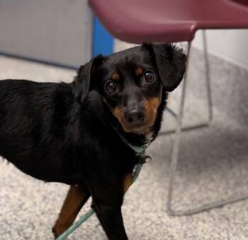 Posie -  Miniature Pinscher Dog for Adoption in Golden, Colorado - Posie | PetCurious