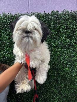 Rescue Shih Tzu and Mixed Breed Dogs for Adoption in El Paso, Texas - 58861409 | PetCurious