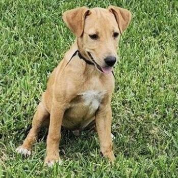 Unagi -  Australian Kelpie and Labrador Retriever Dog for Adoption in Houston, Texas - Unagi | PetCurious