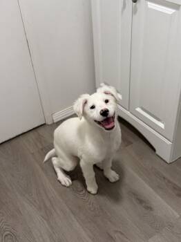 Labrador Retriever and Brittany Spaniel Dogs Available for Adoption in San Diego, California - Essie | PetCurious