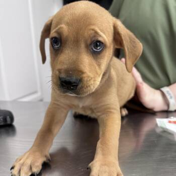 Lemon Drop -  Mixed Breed Dog for Adoption in Freeport, Florida - Lemon Drop | PetCurious