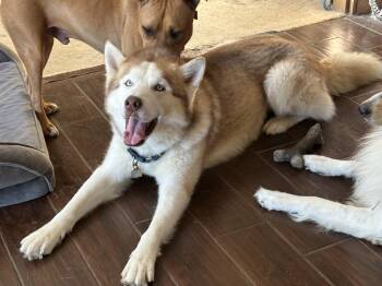 Rescue Siberian Husky Dogs for Adoption in Cleveland, Ohio - Jefe | PetCurious