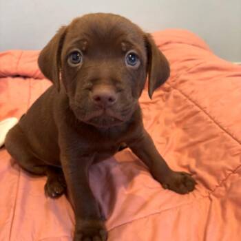 Shein 9949 -  Mixed Breed Dog for Adoption in Loxahatchee Groves, Florida - Shein 9949 | PetCurious