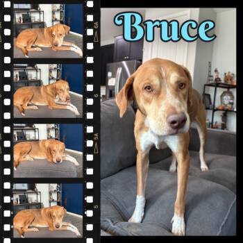 Rescue Hound Dogs for Adoption in Mesa, Arizona - Bruce | PetCurious
