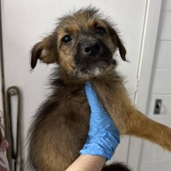 Dandelion -  Wirehaired Terrier and Shepherd Dog for Adoption in Hattiesburg, Mississippi - Dandelion | PetCurious