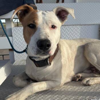 Pit Bull Terrier Dogs Available for Adoption in Kim, Colorado - Grizzly | PetCurious