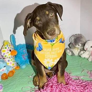 Labrador Retriever Dogs Available for Adoption in Grand Bay, Alabama - Owen | PetCurious