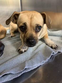Chihuahua and Pug Dogs Available for Adoption in Grand Prairie, Texas - THEOPHANIA | PetCurious
