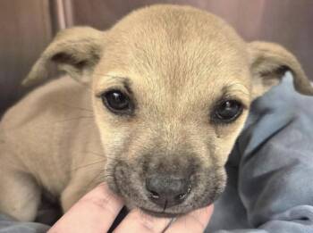 Mixed Breed Dogs Available for Adoption in Elizabeth, Colorado - Light | PetCurious