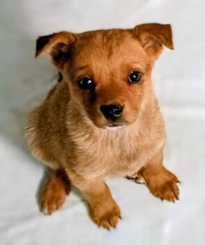 Terrier and Mixed Breed Dogs Available for Adoption in Evergreen, Colorado - Greta | PetCurious