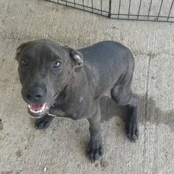 Felyx -  Labrador Retriever and Mixed Breed Dog for Adoption in West Memphis, Arkansas - Felyx | PetCurious