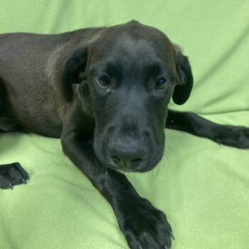 Rescue Chocolate Labrador Retriever Dogs for Adoption in Attica, New York - Sonny | PetCurious