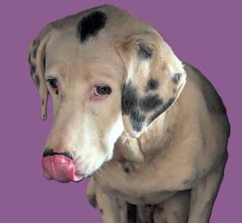 Dalmatian Dogs Available for Adoption in Mississauga, Ontario - Spot (45 Lbs) | PetCurious