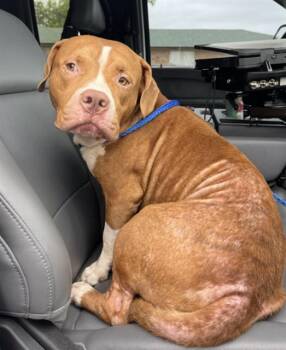 BEAN -  Pit Bull Terrier Dog for Adoption in Killeen, Texas - BEAN | PetCurious