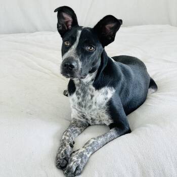 Darling Denim -  Australian Cattle Dog Blue Heeler and Border Collie Dog for Adoption in Burlington, North Carolina - Darling Denim | PetCurious
