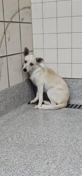 A186066 -  Chihuahua and Mixed Breed Dog for Adoption in Pasadena, Texas - A186066 | PetCurious