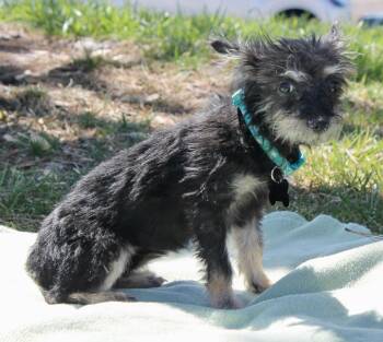 Terrier and Chihuahua Dogs Available for Adoption in Albuquerque, New Mexico - Brooke | PetCurious