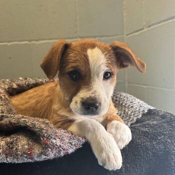 Terrier and Mixed Breed Dogs Available for Adoption - Polly | PetCurious