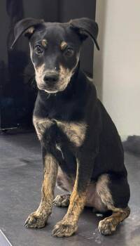 ADELINE -  Mixed Breed Dog for Adoption in Holbrook, New York - ADELINE | PetCurious