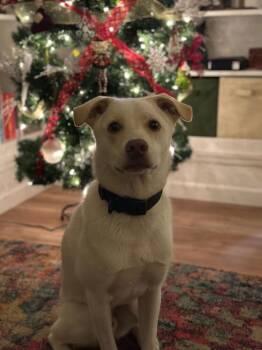 Labrador Retriever and Terrier Dogs Available for Adoption - Yeti (Courtesy Post) | PetCurious