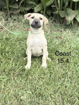 Coast -  Black Mouth Cur and Retriever Dog for Adoption in Norfolk, Massachusetts - Coast | PetCurious