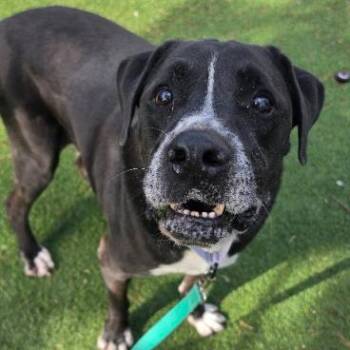 Gramps -  Pit Bull Terrier and Mixed Breed Dog for Adoption in Fort Collins, Colorado - Gramps | PetCurious
