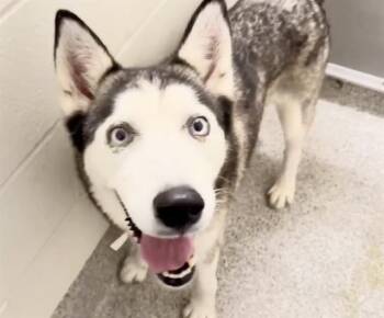 CHIVA -  Siberian Husky Dog for Adoption in Houston, Texas - CHIVA | PetCurious