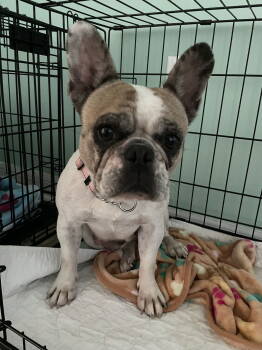 Rescue French Bulldog Dogs for Adoption in Valrico, Florida - Bonnie | PetCurious