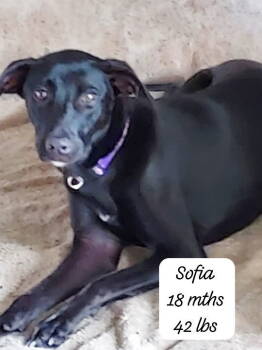 Rescue Shepherd and Xoloitzcuintli Mexican Hairless Dogs for Adoption in Virginia Beach, Virginia - Sofia | PetCurious
