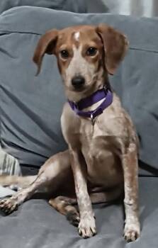 Mixed Breed Dogs Available for Adoption - Dolly | PetCurious