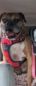 Boxer Dogs Available for Adoption in Brainerd, Minnesota - Roscoe | PetCurious