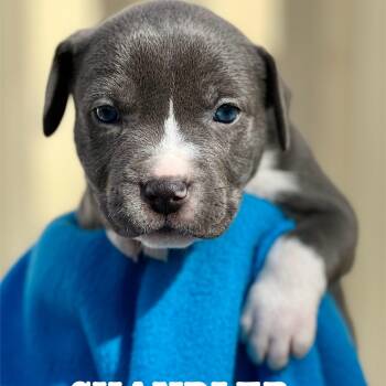 Rescue Mixed Breed Dogs for Adoption in Berwick, Maine - CHANDLER - ARRIVING IN MAINE MID-DECEMBER | PetCurious