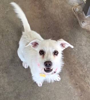 Rescue Terrier Dogs for Adoption in Canutillo, Texas - Gorda | PetCurious