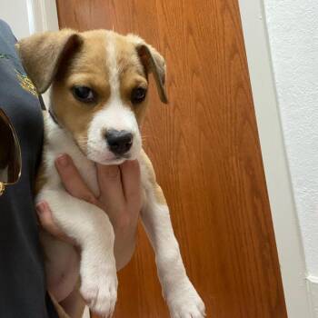 Fudgsicle -  Mixed Breed Dog for Adoption in West Palm Beach, Florida - Fudgsicle | PetCurious