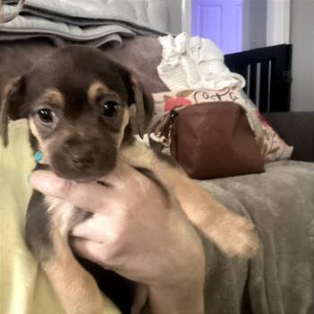Arrinus -  Chihuahua and Mixed Breed Dog for Adoption in Fredericksburg, Virginia - Arrinus | PetCurious