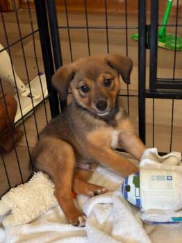 Kayden -  Aussiedoodle Dog for Adoption in Orland Park, Illinois - Kayden | PetCurious