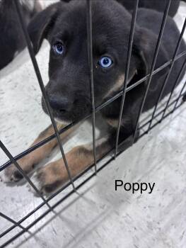 Poppy -  Shepherd Dog for Adoption in Mobile, Alabama - Poppy | PetCurious