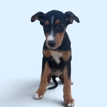 Mixed Breed Dogs Available for Adoption in Elyria, Ohio - Slushie | PetCurious