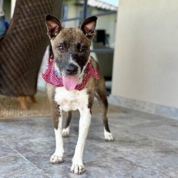 Rion Splash of Fun -  Husky and Shepherd Dog for Adoption in Friendswood, Texas - Rion Splash Of Fun | PetCurious