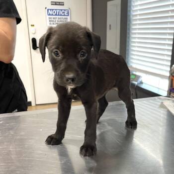 Ulani -  Pit Bull Terrier and Mixed Breed Dog for Adoption in Livingston, Texas - Ulani | PetCurious