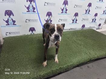 Pit Bull Terrier Dogs Available for Adoption in Orlando, Florida - MERCEDES | PetCurious