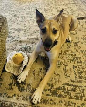 Rescue Shepherd Dogs for Adoption in Berlin, New Jersey - Tallie | PetCurious