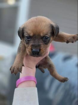 Terrier Dogs Available for Adoption - Katie 26D-055 | PetCurious