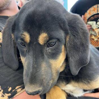 Hound Dogs Available for Adoption in Kingman, Arizona - Gunther | PetCurious