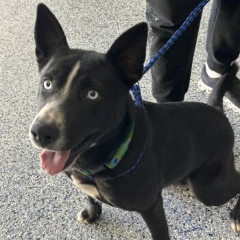 Husky and Collie Dogs Available for Adoption in Greenville, South Carolina - Keeba | PetCurious