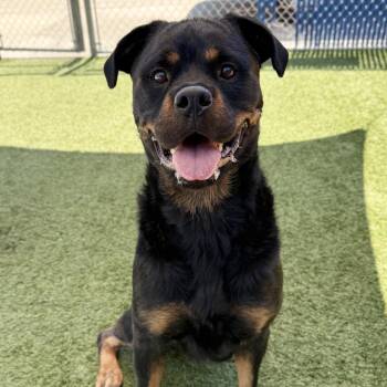 Roxanne -  Rottweiler Dog for Adoption in Hawthorne, California - Roxanne | PetCurious