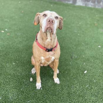 Rescue Shar Pei Dogs for Adoption in Loxahatchee Groves, Florida - Ada | PetCurious